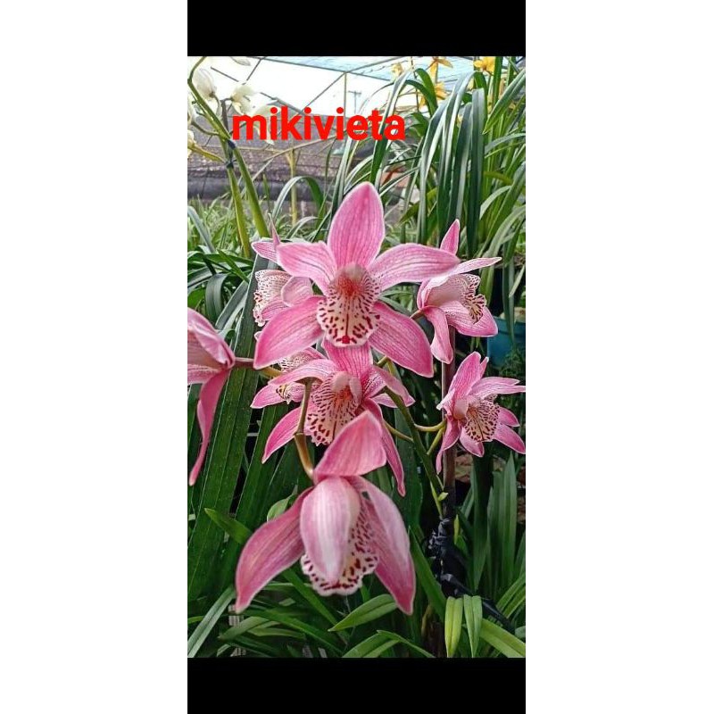 Anggrek Cymbidium Mikivieta