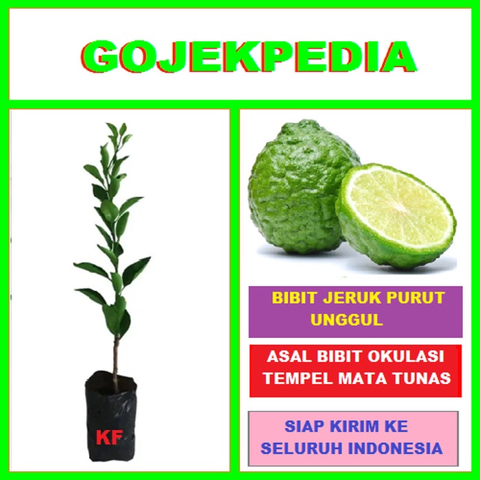 Bibit Jeruk Purut Pohon Jeruk Purut Bibit Tanaman Jeruk Purut