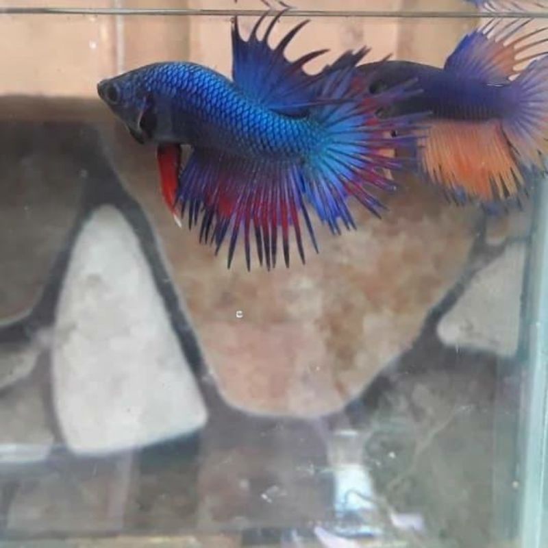 ikan cupang serit XL
