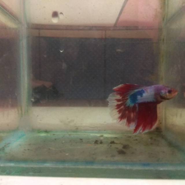 Ikan cupang halfmoon butterfly fancy male