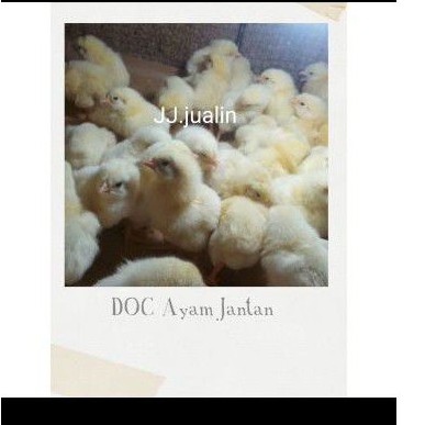 ayam jantan - ayam negeri jantan - ayam negri - doc jantan