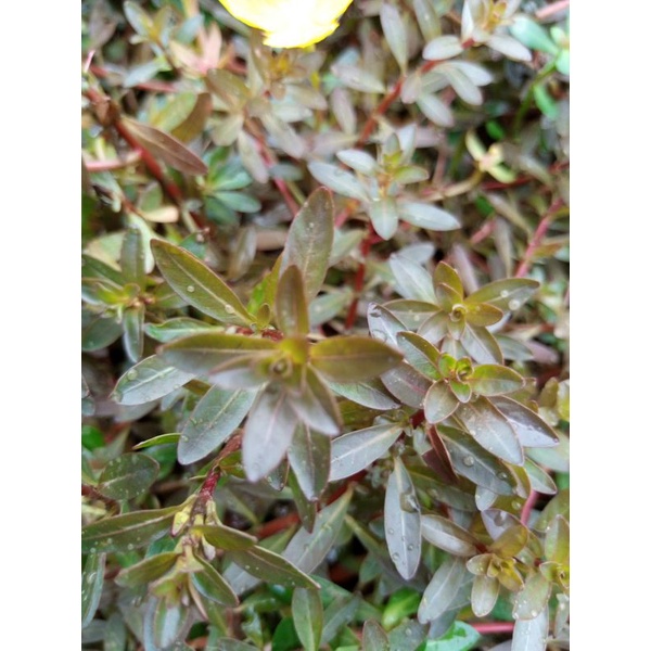 Ludwigia inclinata brown tanaman aquascape