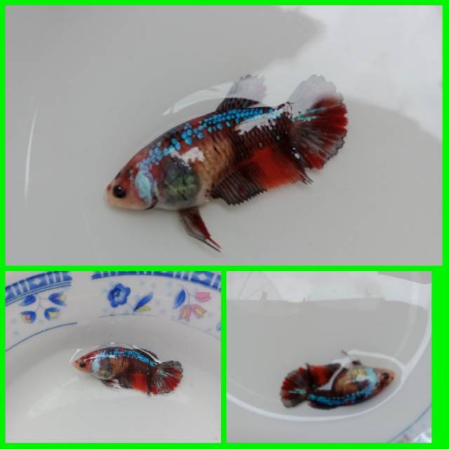 

Cupang betina koi galaxy #15