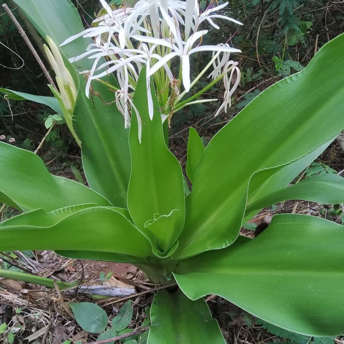 

Daun Bekung Herbal, Banyak manfaat