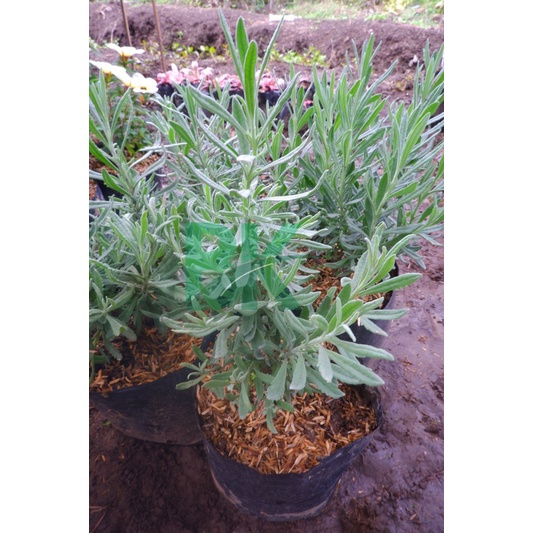Tanaman Lavender Gold Creek (Lavandula afficinalis syn. L. angustifolia )sudah berupa tanaman - BAKUL KEMBANG