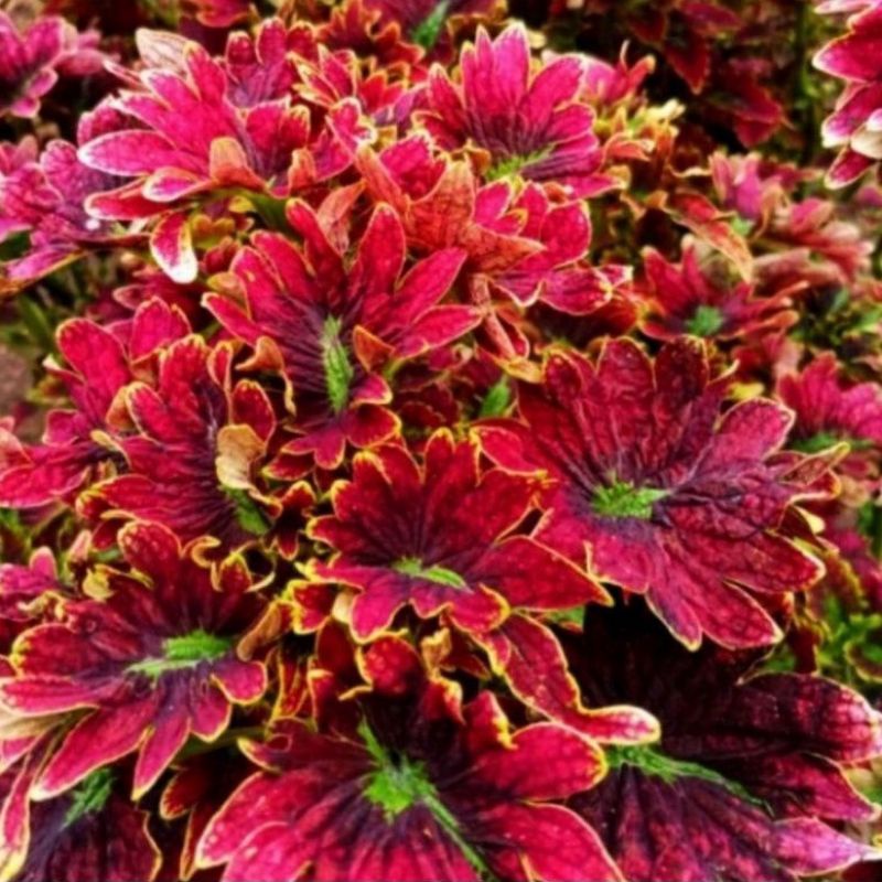 Tanaman Hias Miana Kipas Merah,. Miana Kipas Merah, Miana