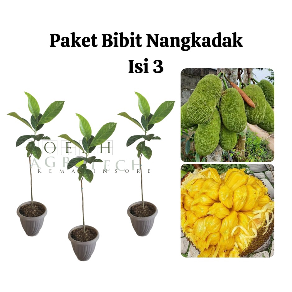 Paket Hemat Bibit Nangkadak Okulasi Isi 3 Bonus Bibit Strawberry+Polibag