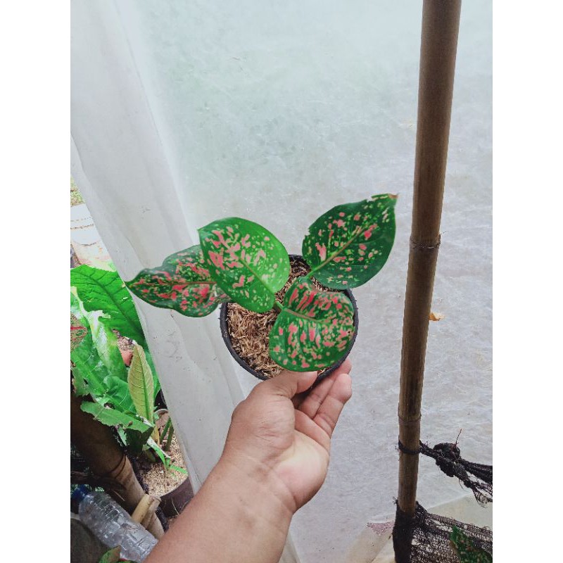 aglonema Dut anjamani remaja