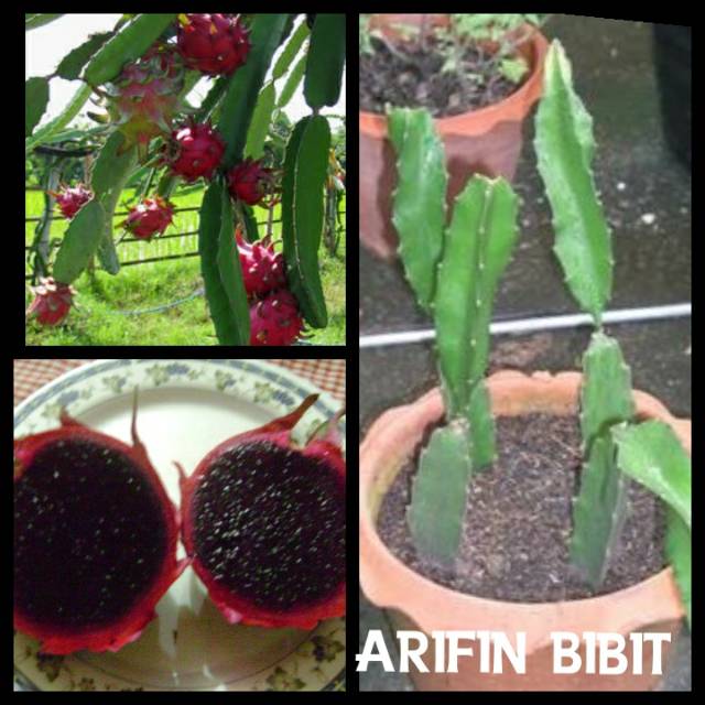 Bibit buah naga hitam