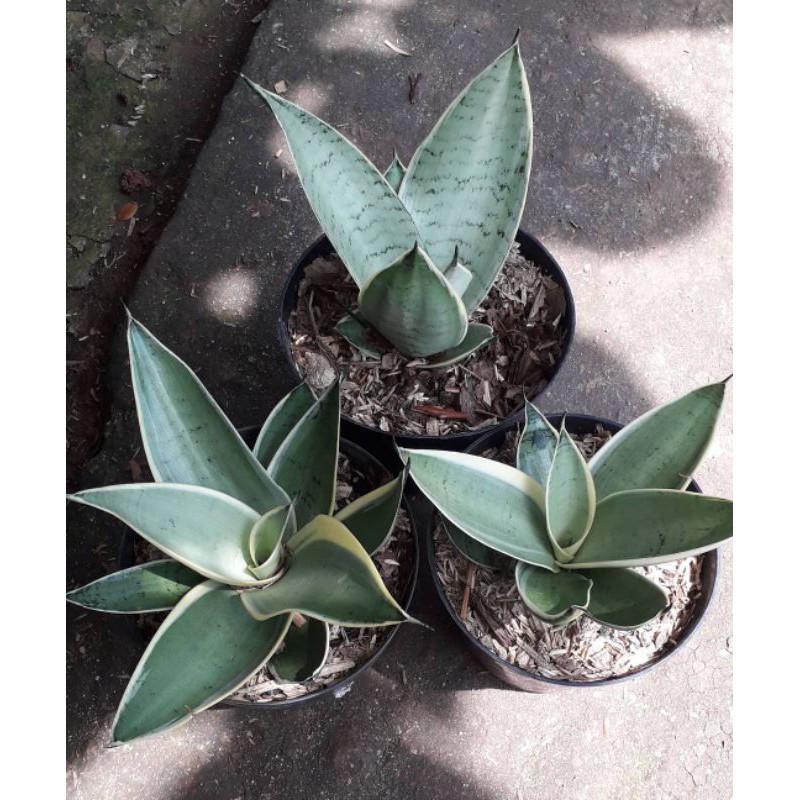 [ BAYAR DITEMPAT ] Sensivera silver pagoda | Lidah mertua | lidah mertua mini