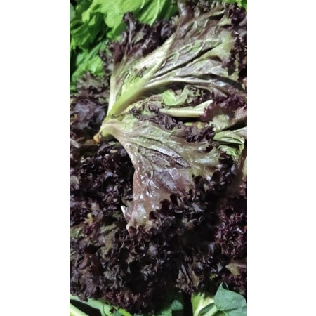 

Selada Keriting Merah segar