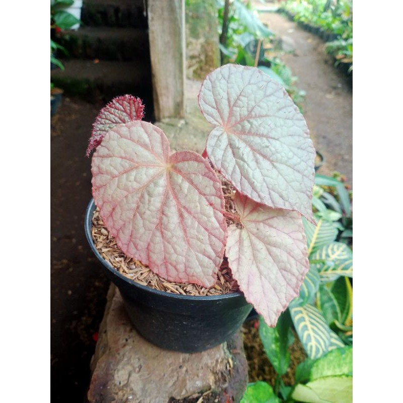 tanaman begonia pink silver