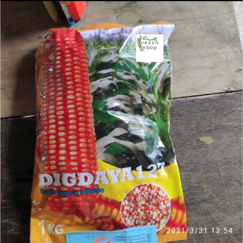 benih jagung hibrida digdaya f1 kemasan 1 kg dri LTA