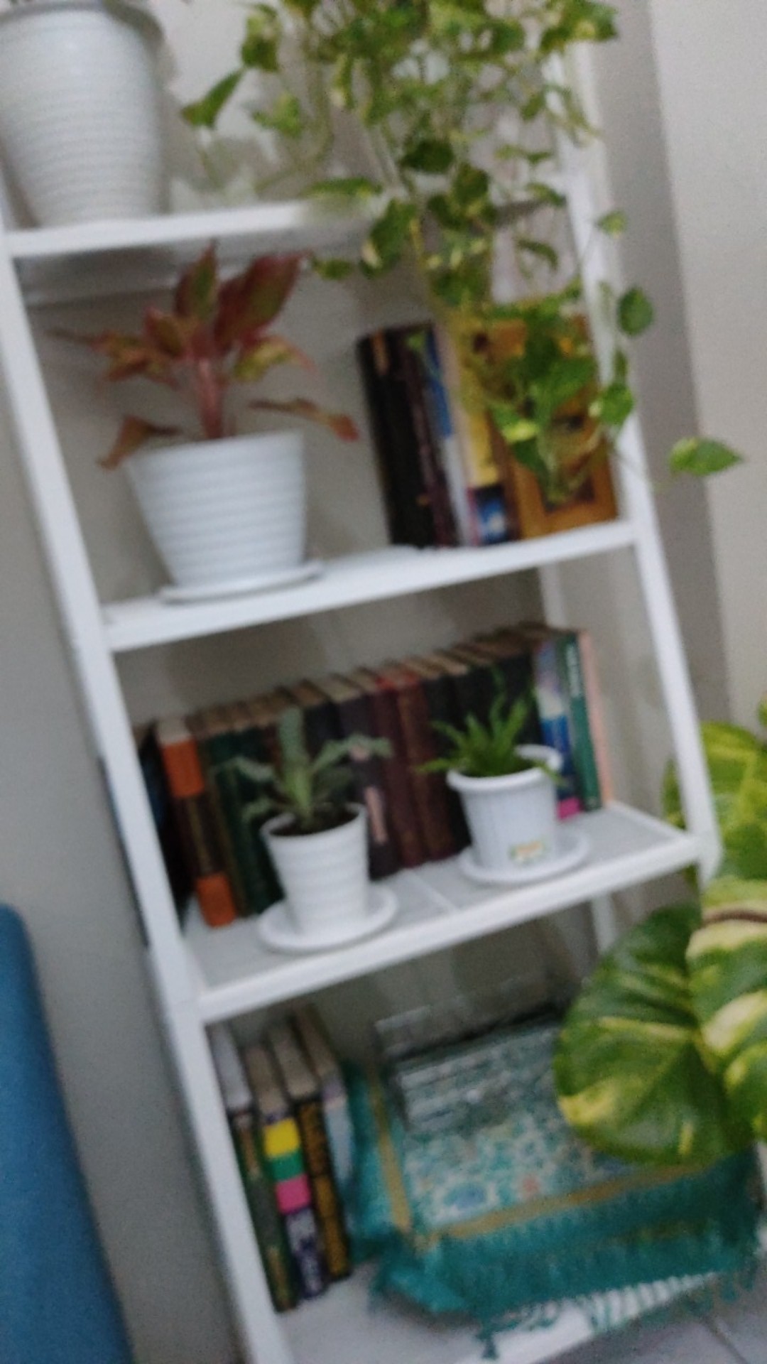 Tanaman Gantung Acalypa Ulat Merah