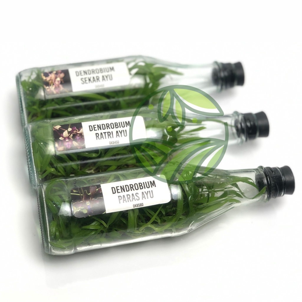 Bibit Anggrek Dendrobium Dalam Botol