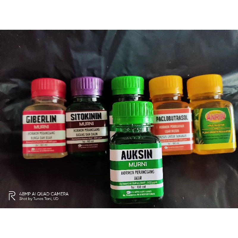 Auksin Sitokinin Giberillin Paclobutrazol Hormon Murni Tanaman