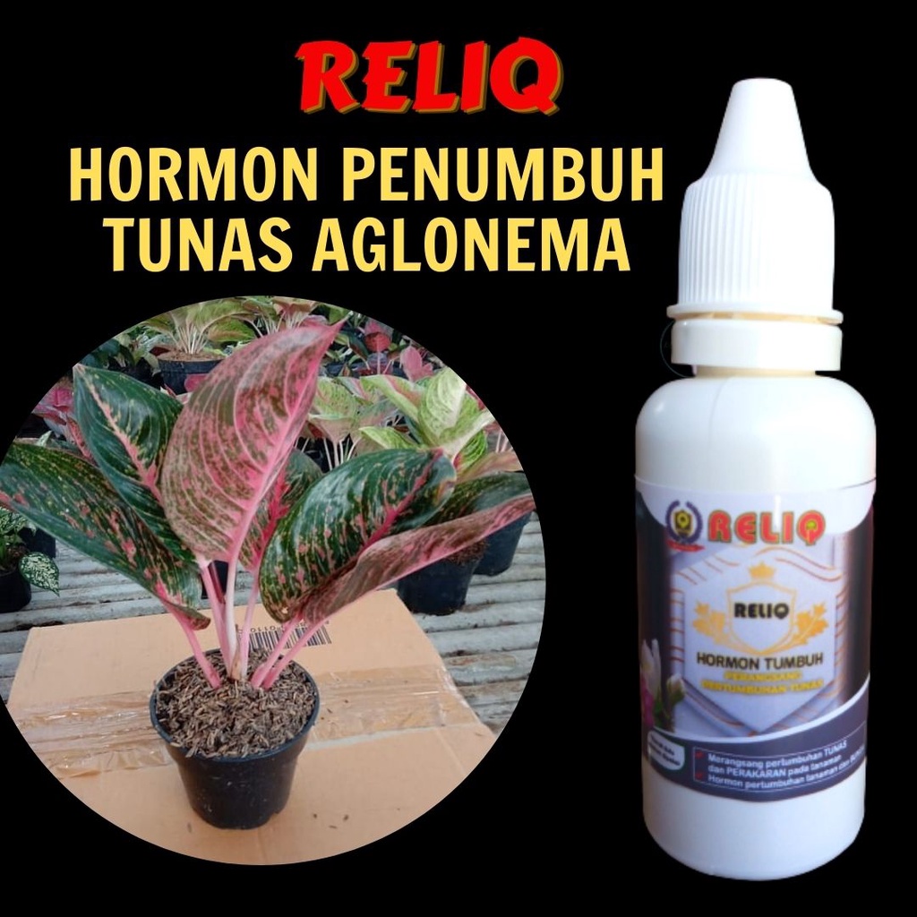 RELIQ Hormon Tunas, BISA COD Hormon Penumbuh Tunas Aglonema Aglaonema
