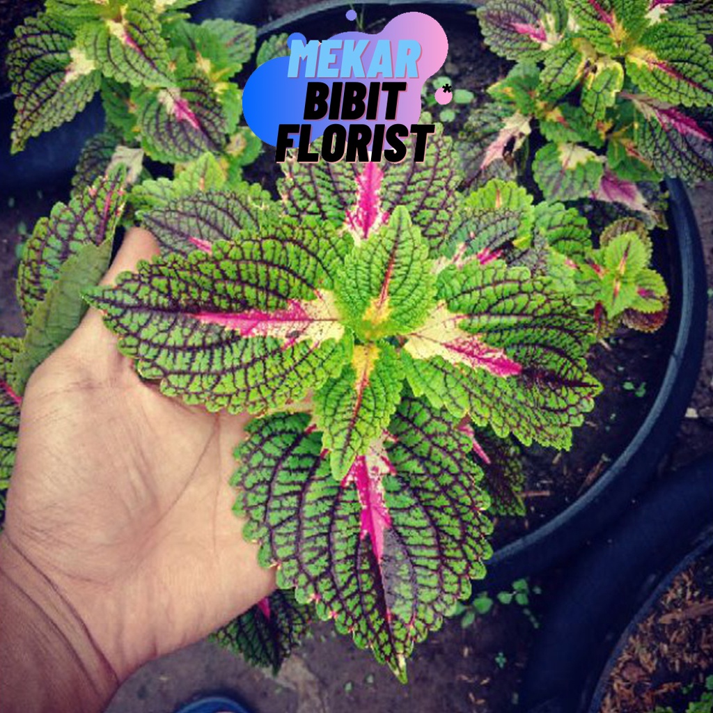 [ J&T ] Tanaman Hias Murah Jenis Miana Pink Hijau Orange Garis Langka Bunga Miana Premium Murah Bung