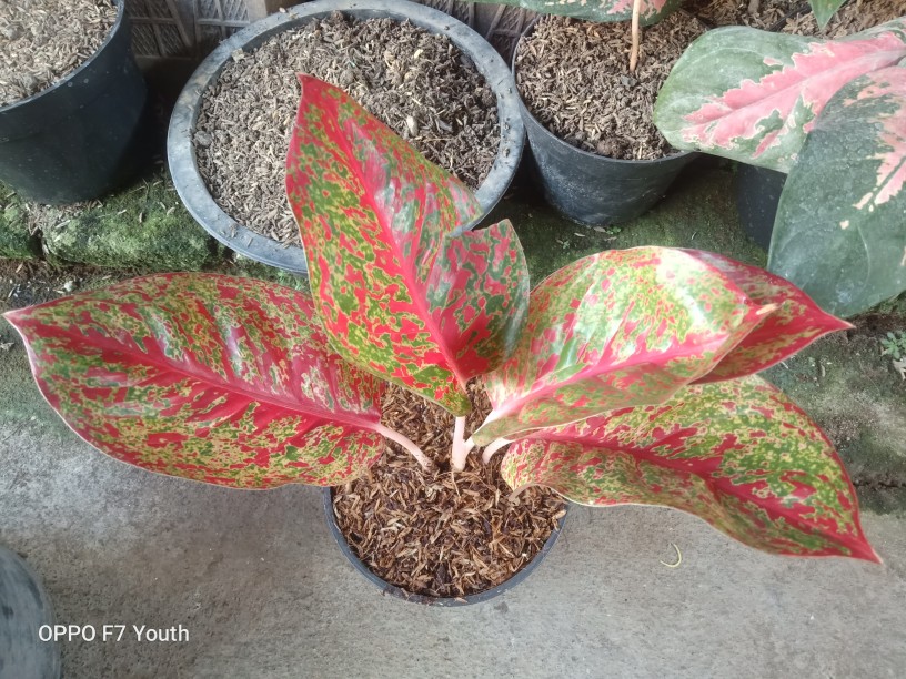 Promo Aglonema Red Stardust Murah  (red Stardust)