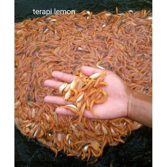 

ikan terapi lemon per 100 ekor
