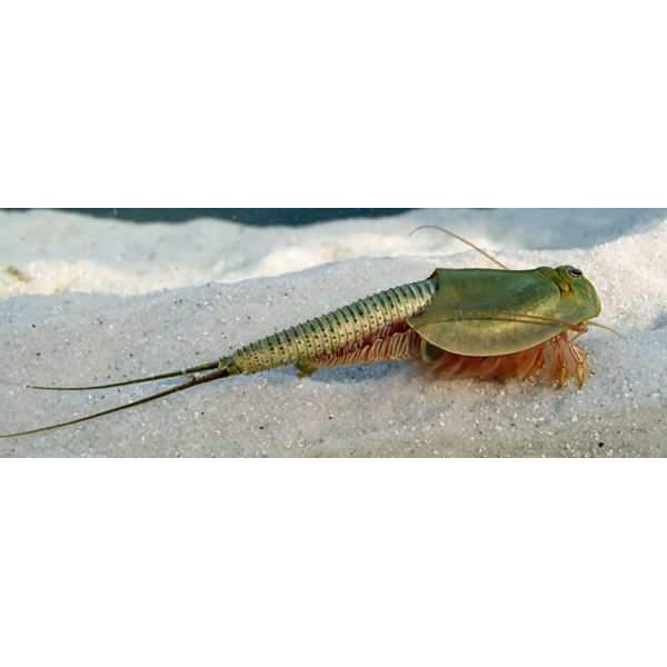 

instant Creature Triops longicaudatus normal BERKUALITAS