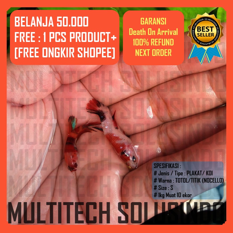 anakan burayak ikan cupang nemo galaxy candy multicolour sudah notol size s