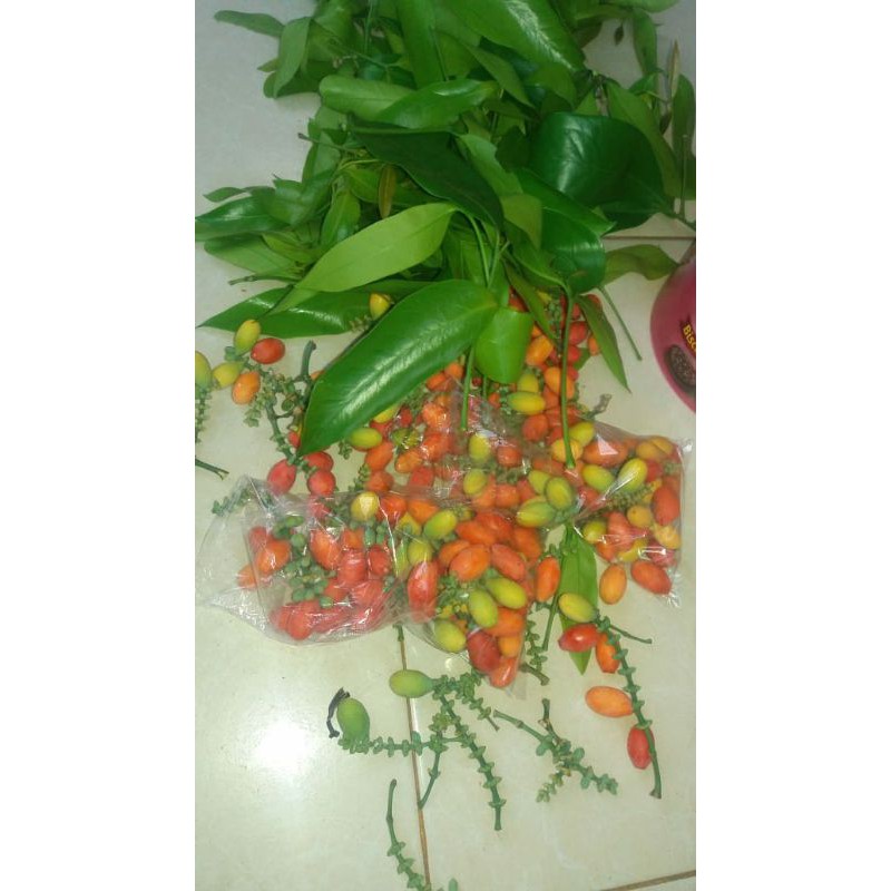 

Melinjo belinjo mlenjo segar 600 grm free pucuk daun juga