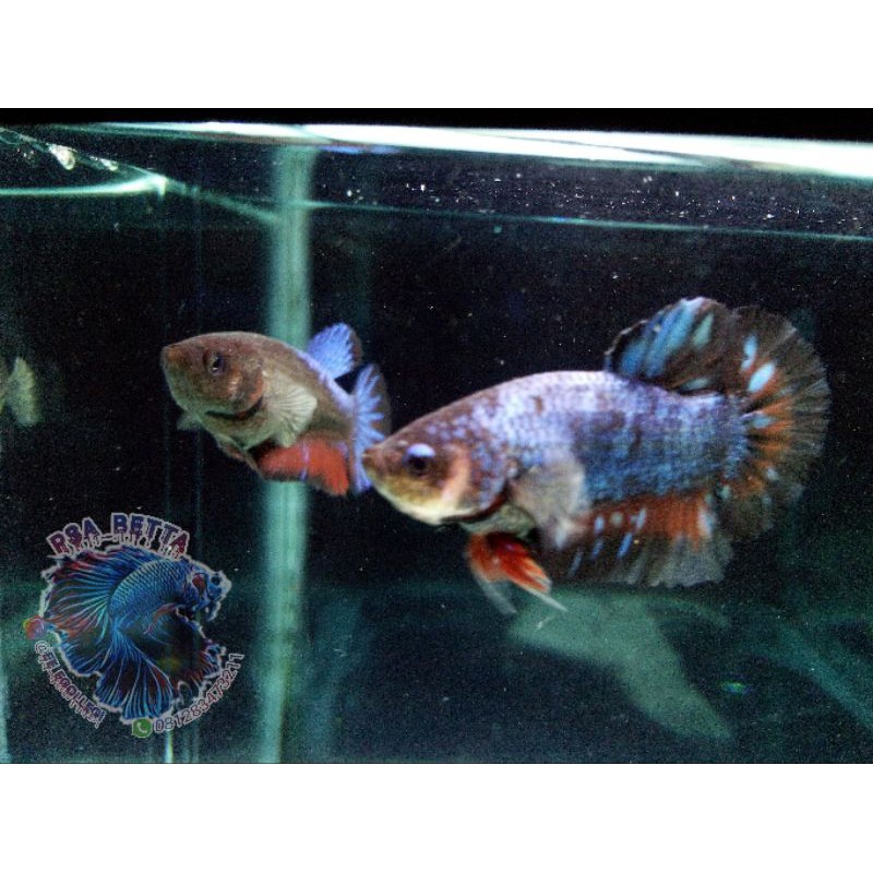 cupang avatar gordon sepasang siap breed 100% real pict