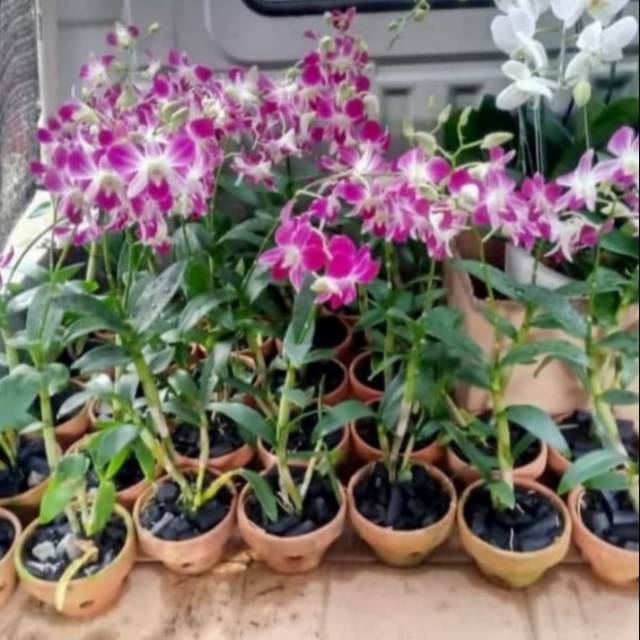 Pohon Anggrek Bunga Ungu - Tanaman Hias Pohon Bunga Anggrek Dendrobium