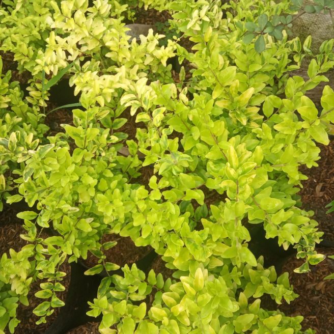 Tanaman hias bibit bonsai legistrum - bibit bonsai legistrum