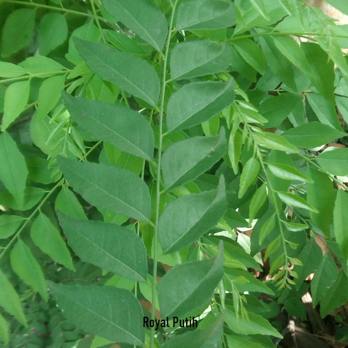 

DAUN KARI / SALAM KOJA / TEMURUI SEGAR PETIK DI POHON