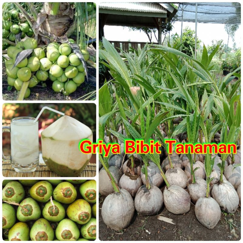 BIBIT BUAH KELAPA GENJAH ENTOK KELAPA PENDEK Griya Bibit Tanaman