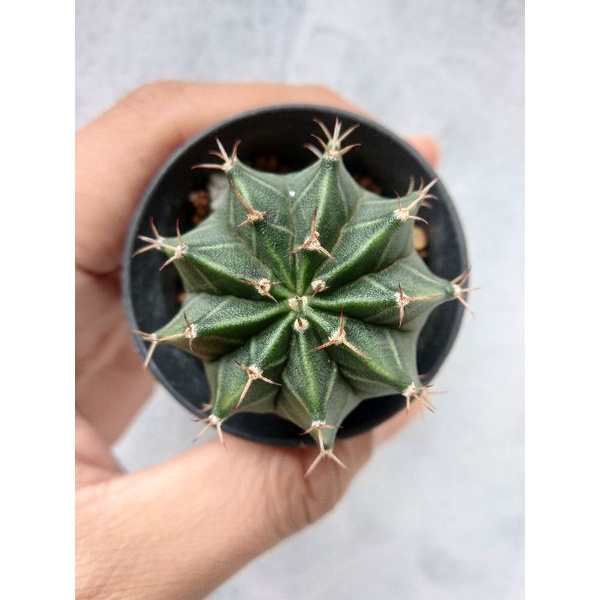 KAKTUS GYMNO LB HYBRID