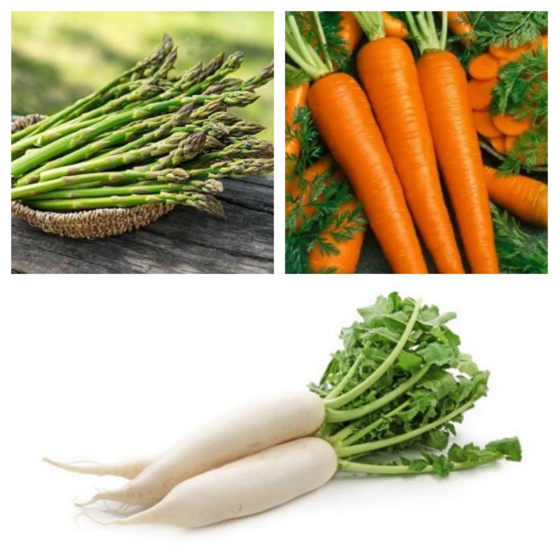 benih sayur asparagus benih wortel benih lobak