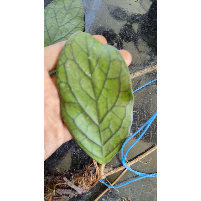 Hoya sp tanggamus