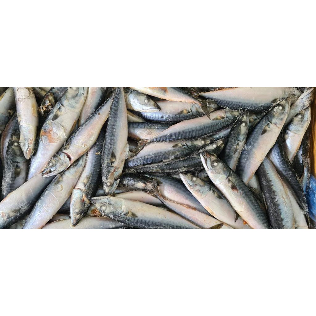 Ikan Salem Frozen