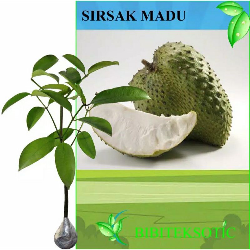 Bibit Sirsak madu jumbo [ Berkualitas Unggul]