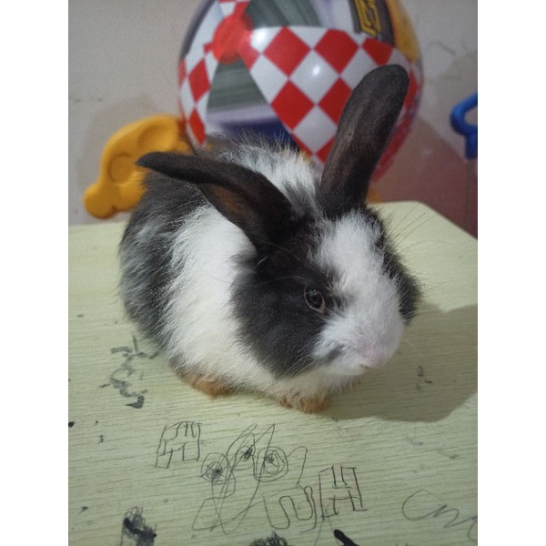 Kelinci Anakan Anggora