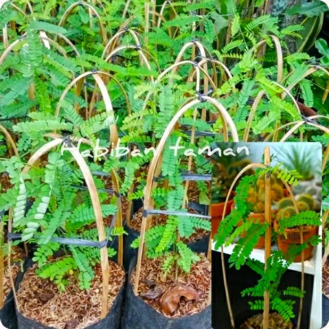 pohon saga daun saga saga merah