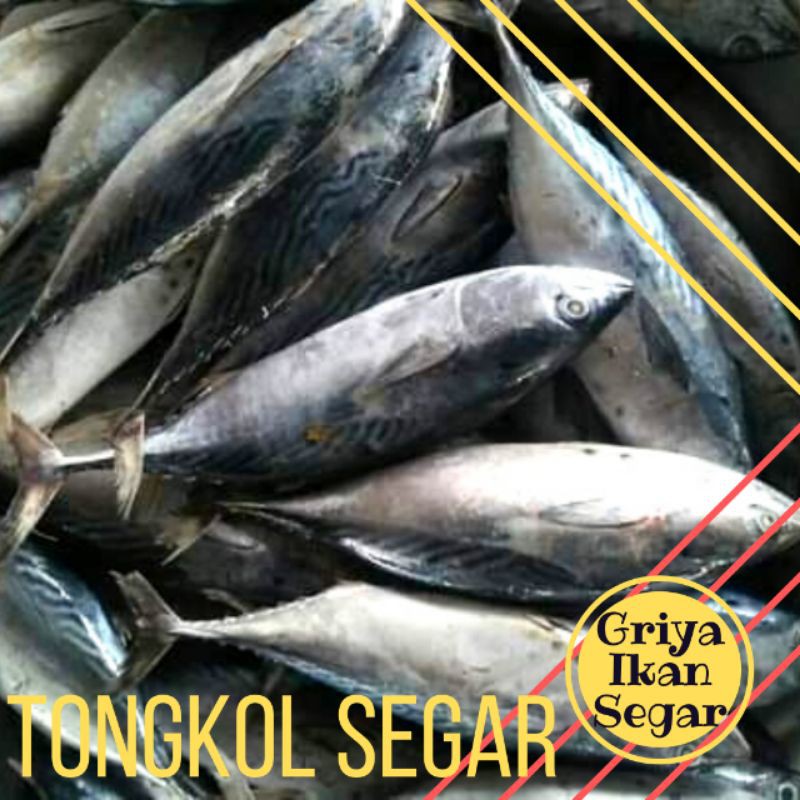 

IKAN TONGKOL Segar