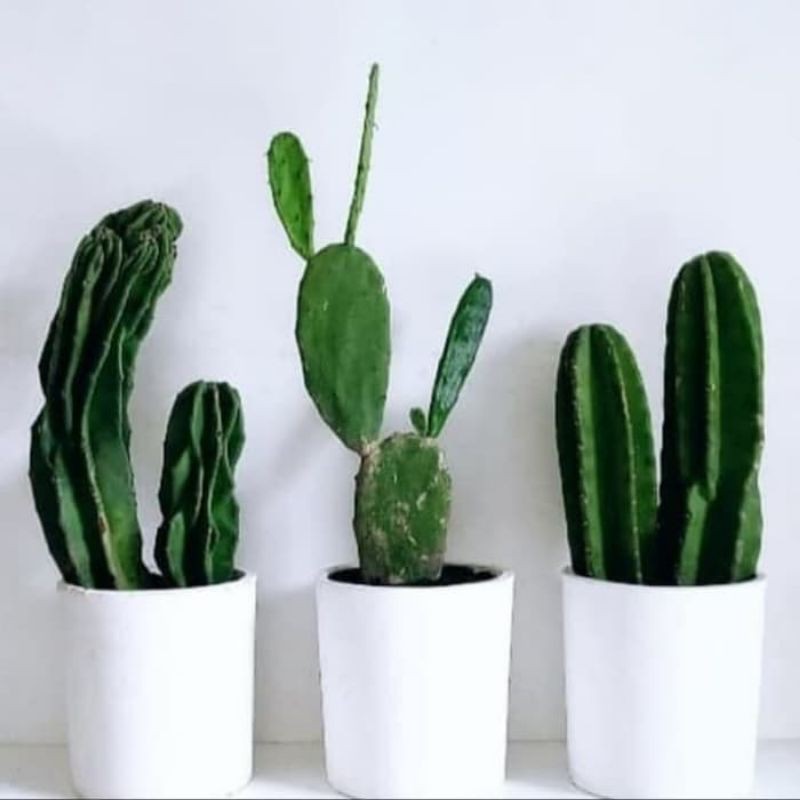 paket 3 jenis kaktus hias
