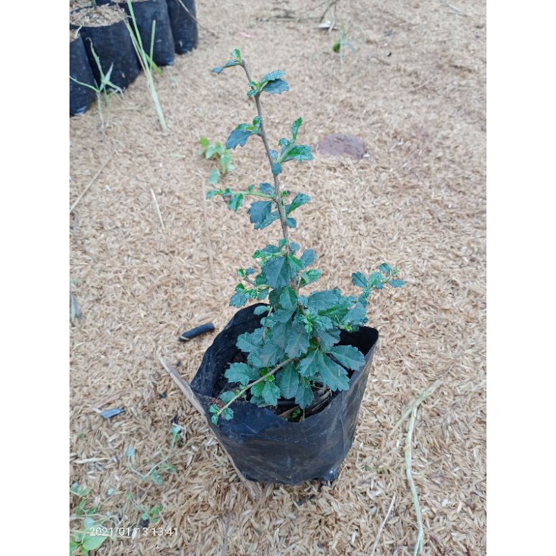 bibit bonsai hokianti