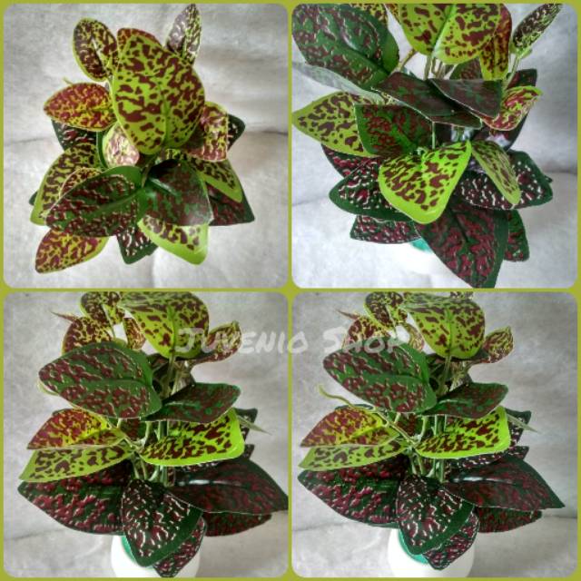 Set Pot + Tanaman Hias Miana | Fittonia Corak Maroon Artifisial | Tanaman Plastik Imitasi