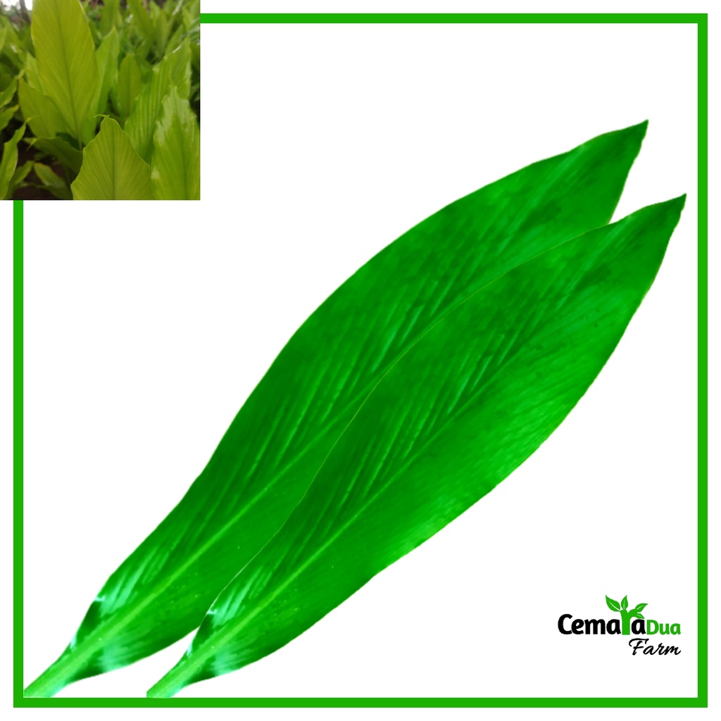 

Daun Kunyit/ Kunir Segar