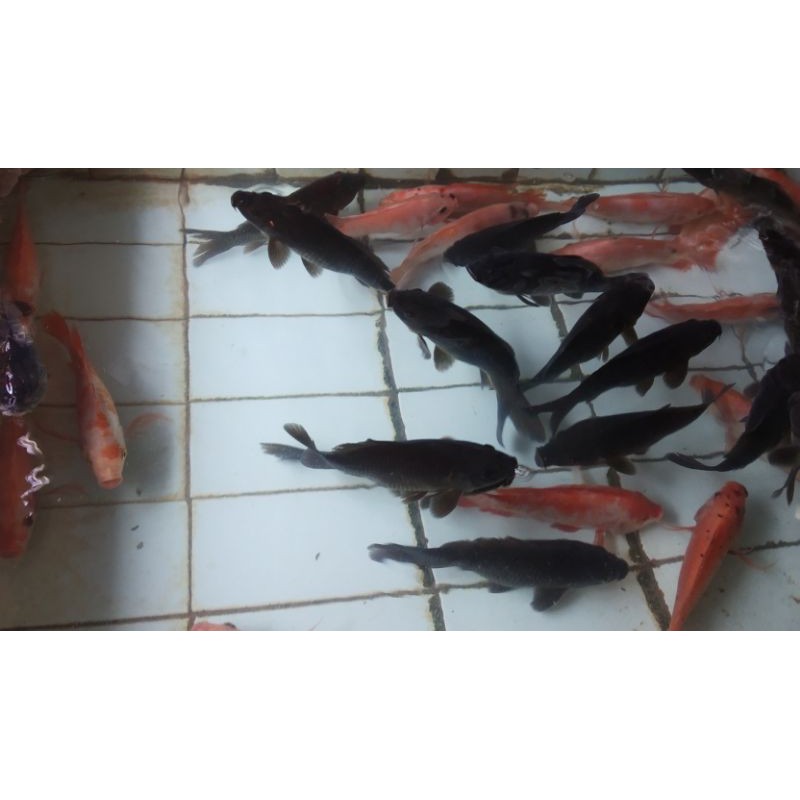 

Ikan nila hidup nila merah nila segar