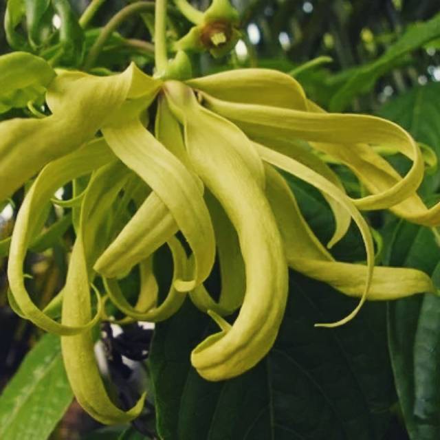 Bibit tanaman bunga kenanga bunga kenanga