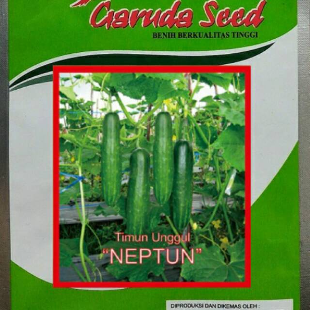 Benih Timun Unggulan NEPTUN / Bibit Timun Lalap / Timun Hijau / Biji Timun Lalap / Benih Sayuran