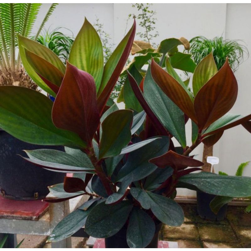 Tanaman Pacing Merah - Pohon Pacing Merah - Tanaman Herbal Pacing Merah