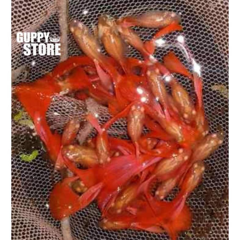 Ready Paket Murah Ikan Guppy Full Red Afr 10 Ekor Ikan Hias #Guppy