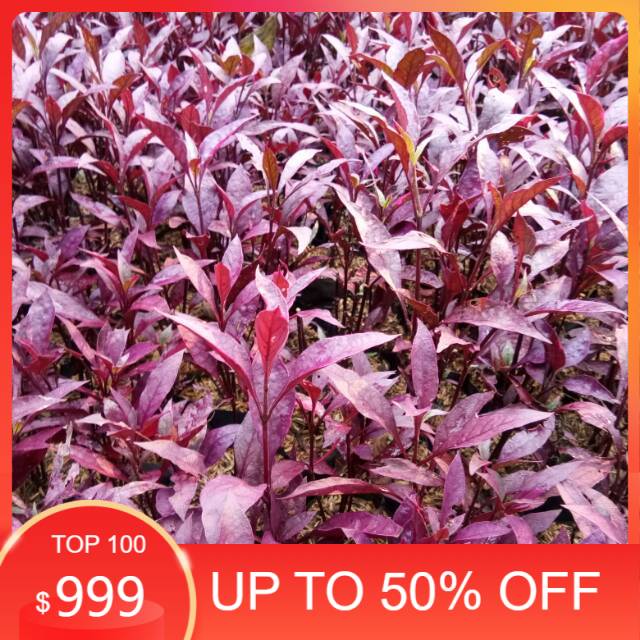 Tanaman hias - bayam merah - bibit tanaman - bayam hias